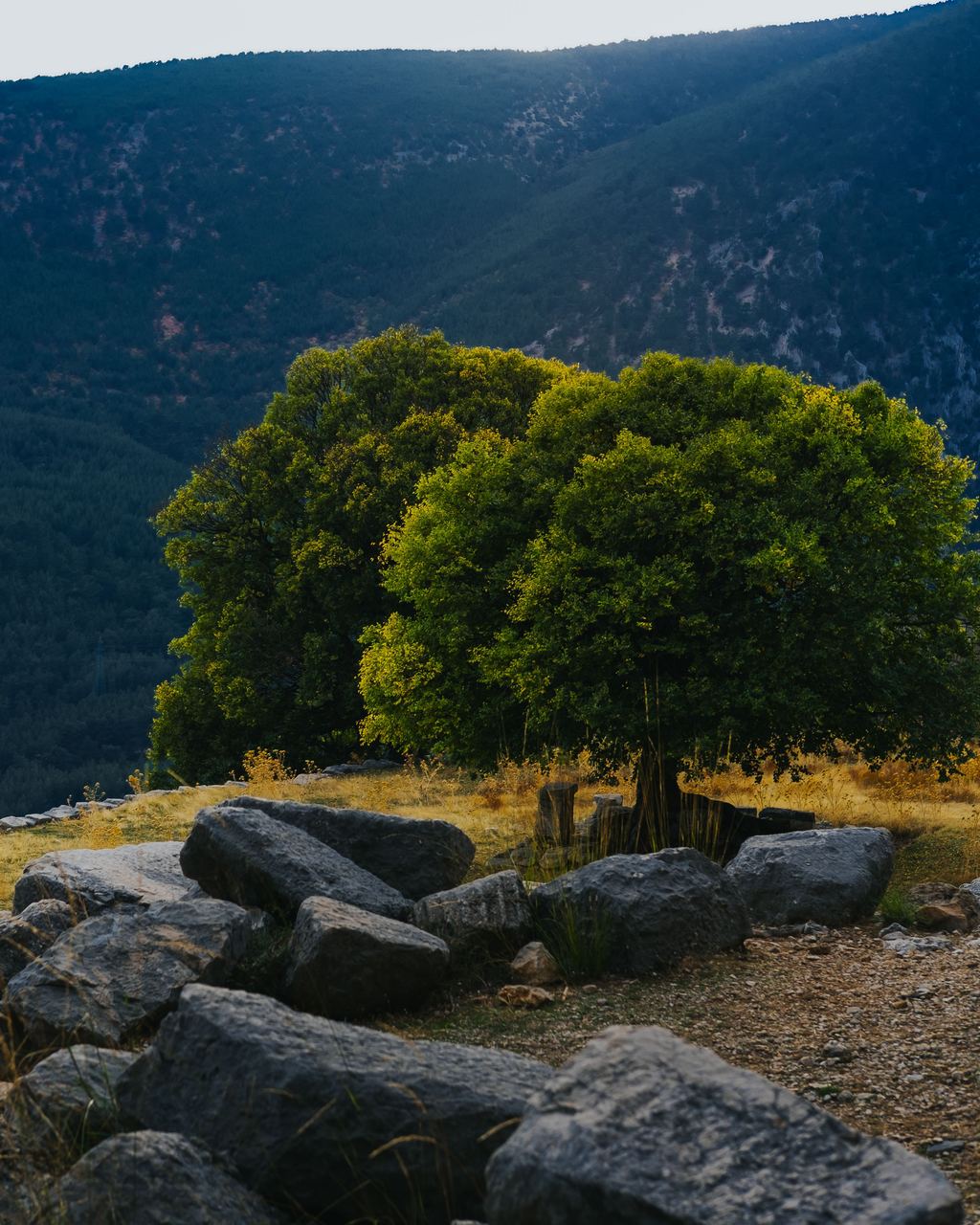 A single tree lit by low evening sun on a stony terrace, the dark wooded flank of Parnassus rising behind